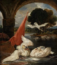 El descenso del cisne, ilustración para 